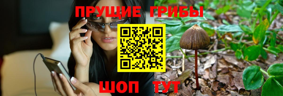 Галлюциногенные грибы Magic Shrooms  Вход с VPN  Ртищево  Галлюциногенные грибы прущие грибы 